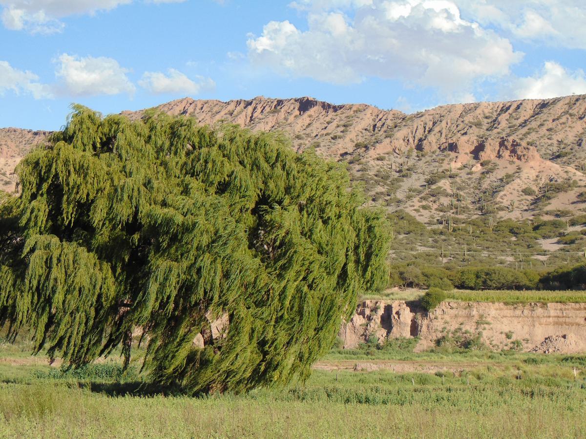 El Churqui Villa Humahuaca Eksteriør bilde