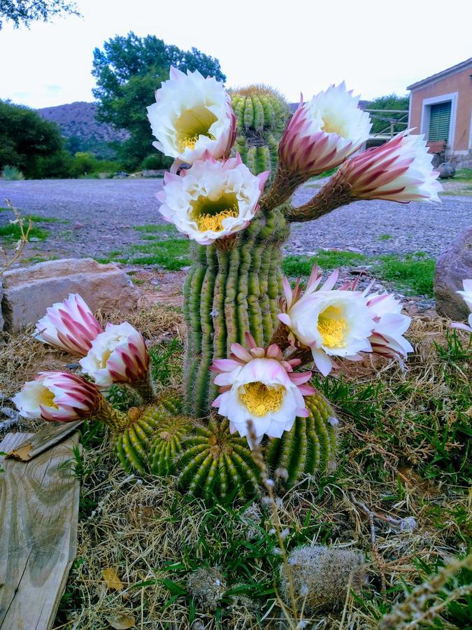 El Churqui Villa Humahuaca Eksteriør bilde